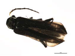 <i>Dichelotarsus piniphilus</i>的圖片