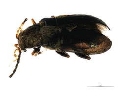 صورة Scelolyperus nigrocyaneus (J. L. Le Conte 1879)