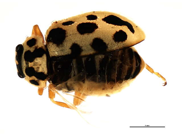 Anisosticta bitriangularis (Say 1824)的圖片