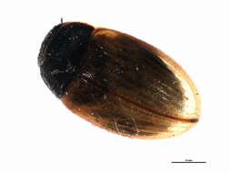 Image of Water scavenger beetle