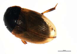 Image of Water scavenger beetle