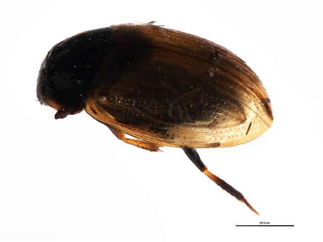 Image of Water scavenger beetle