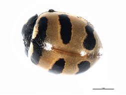 Image of Coccinella trifasciata perplexa Mulsant 1850