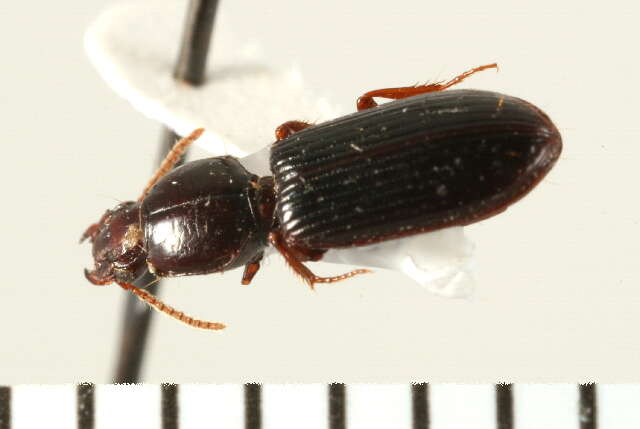 Image of Ground beetle