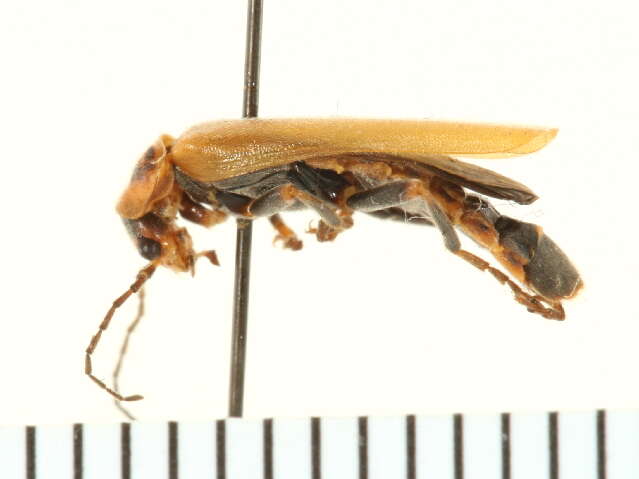 Image of <i>Cantharis rufa</i>