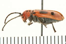 Image of Red Milkweed Beetle