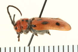 Image of Red Milkweed Beetle