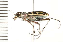 Image of Cicindela (Cicindela) hirticollis rhodensis Calder 1916