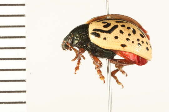 Image of Dogwood Calligrapha