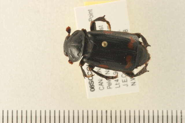 Image of Nicrophorus (Nicrophorus) pustulatus (Herschel 1807)