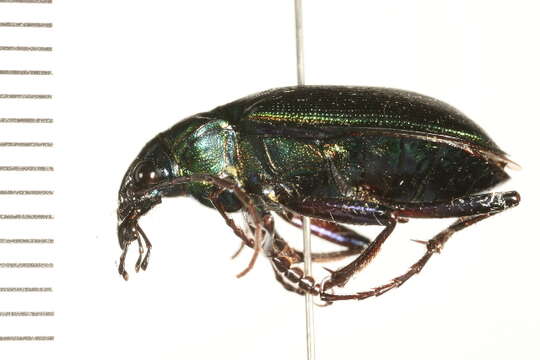 Слика од Calosoma (Calosoma) wilcoxi Le Conte 1847