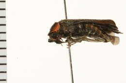 <i>Rhaxonycha bilobata</i>的圖片