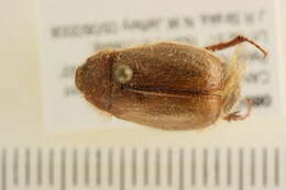 Sivun <i>Phyllophaga tristis</i> kuva