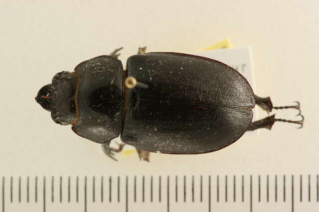 Lucanus placidus Say 1825的圖片