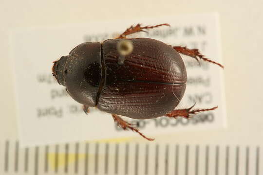 Tomarus gibbosus (Degeer 1774) resmi