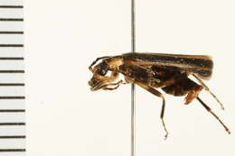 Image of <i>Podabrus intrusus</i>