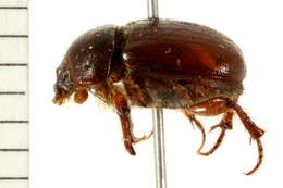 Image of Xenochodaeus simplex (Le Conte 1854)