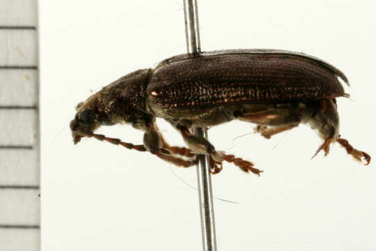 Image of reed leaf beetle