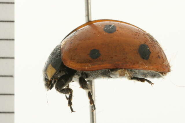 Image of lady beetles