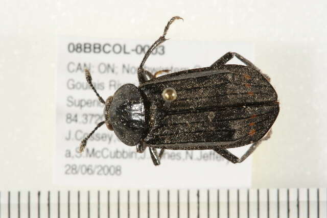 Image of Red-lined Carrion Beetle