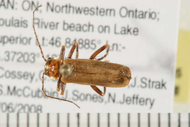 Image of <i>Cantharis rufa</i>