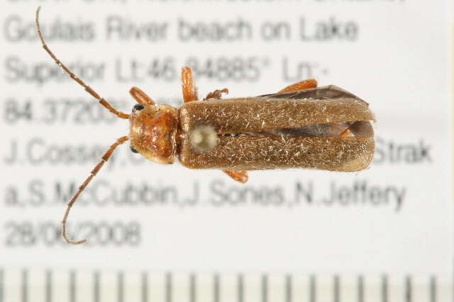 Image of <i>Cantharis rufa</i>