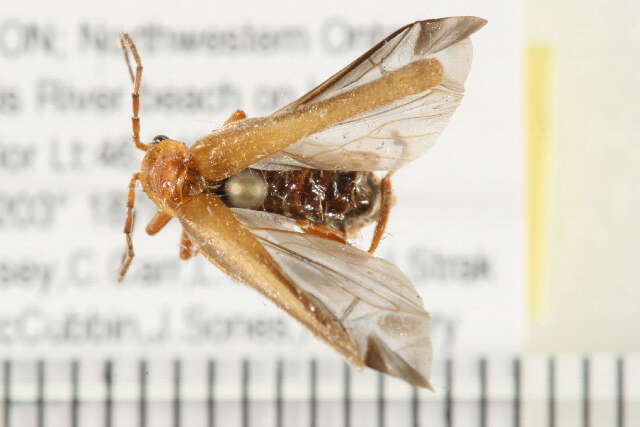 Imagem de <i>Cantharis rufa</i>