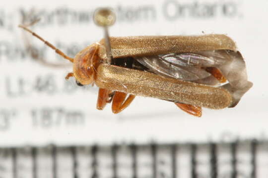 Imagem de <i>Cantharis rufa</i>