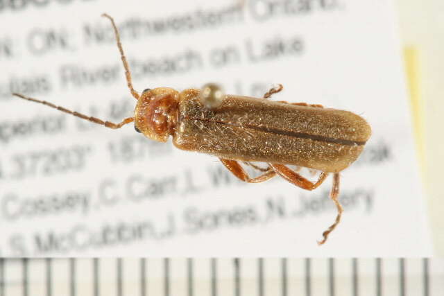 Imagem de <i>Cantharis rufa</i>