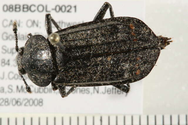 Image of Red-lined Carrion Beetle