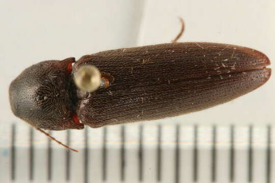 Image of <i>Melanotus similis</i>