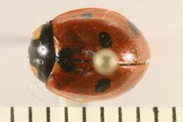 Image of lady beetles