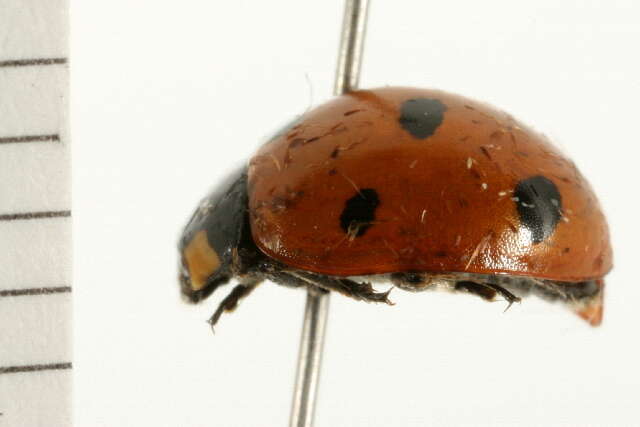 Image of lady beetles