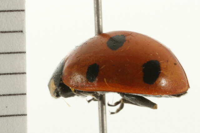 Image of lady beetles