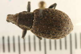 Image of <i>Trichalophus alternatus</i>