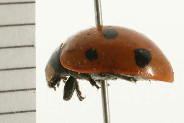 Image of lady beetles