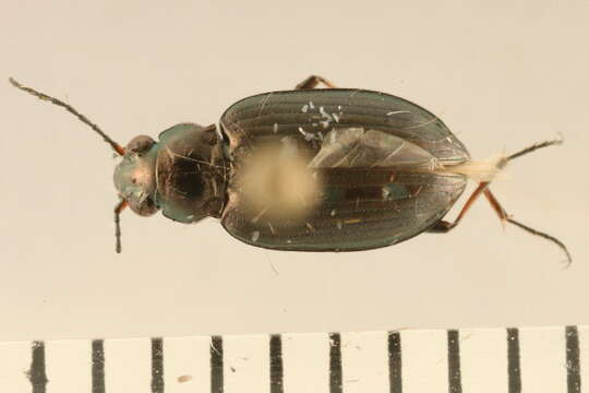 Image of Bembidion (Bracteon) carinula Chaudoir 1868