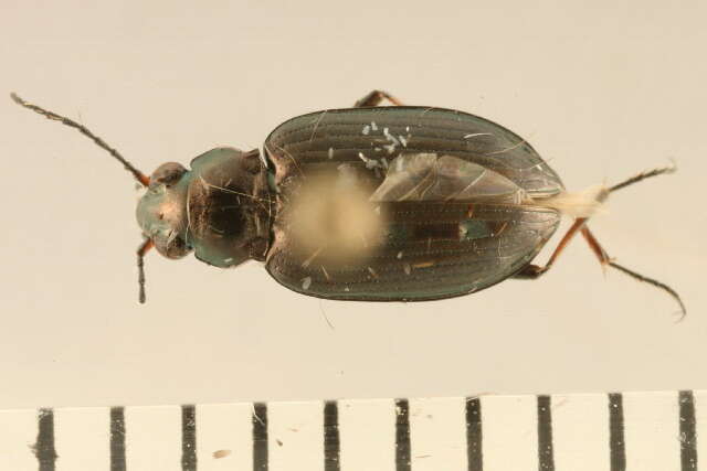 Слика од Bembidion (Bracteon) carinula Chaudoir 1868