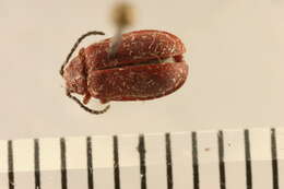 Image of Cherry leaf beetle