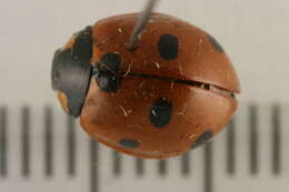 Image of lady beetles