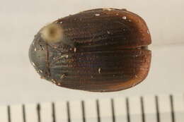 Image of Serica sericea (Illiger 1802)