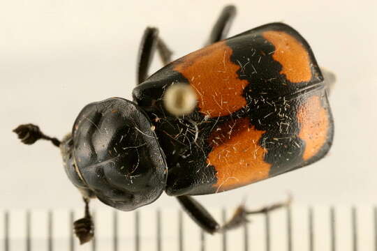 Image of Nicrophorus (Nicrophorus) defodiens (Mannerheim 1846)