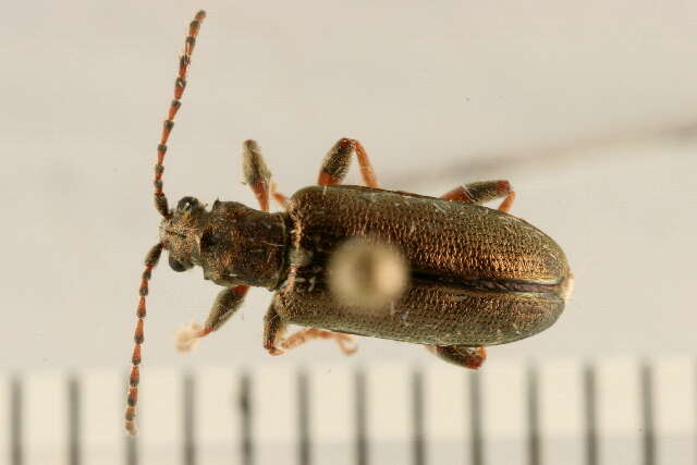 Image of reed leaf beetle