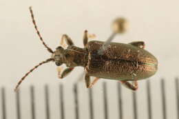 Image of reed leaf beetle