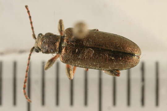 Image of reed leaf beetle