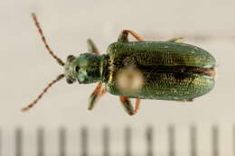 Image of reed leaf beetle