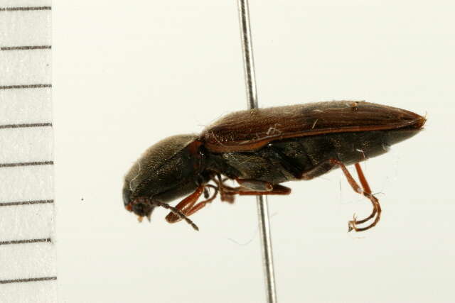 Image of <i>Pseudanostirus propolus</i>