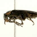 Imagem de <i>Cantharis tuberculata</i>