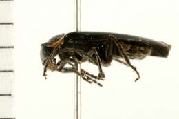 Image of <i>Cantharis tuberculata</i>