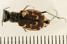 Image of Bronzed Tiger Beetle